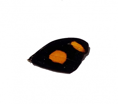 C Orites Front Wing